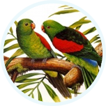 Птицы и бабочки