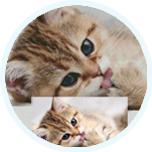 Алмазная вышивка на заказ